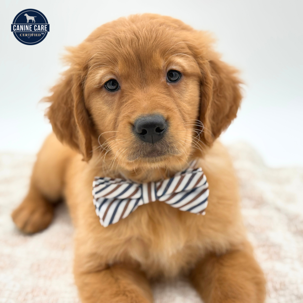 Jasper - Golden Retriever - Image 1