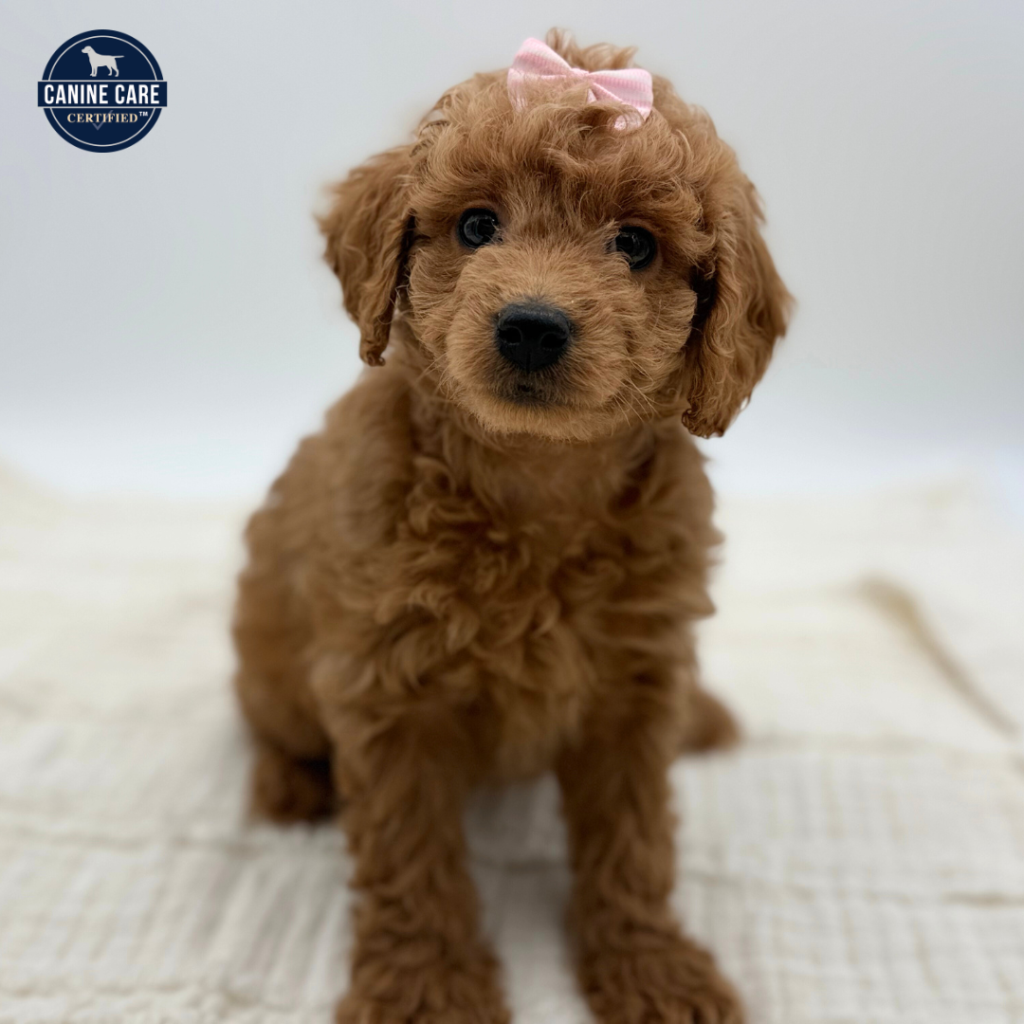 Ash - Goldendoodle Mini F1b - Image 1