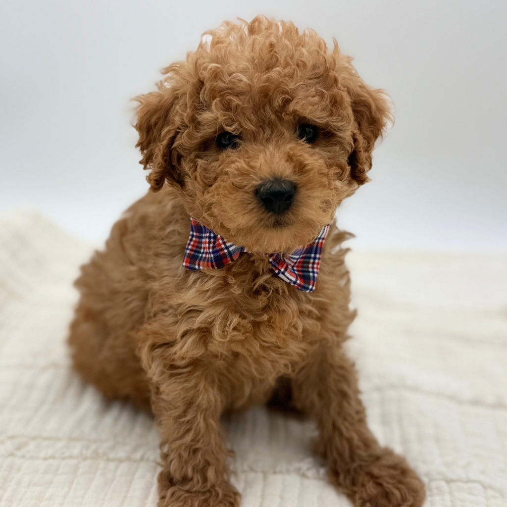 Sunny - Goldendoodle Mini F1b - Image 1