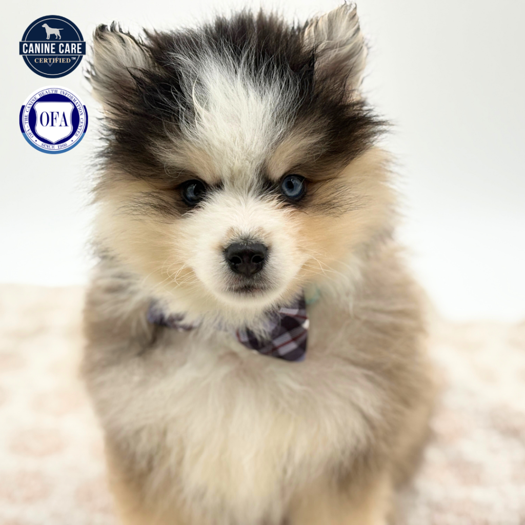 Everest - Pomsky 2nd Gen - Image 1
