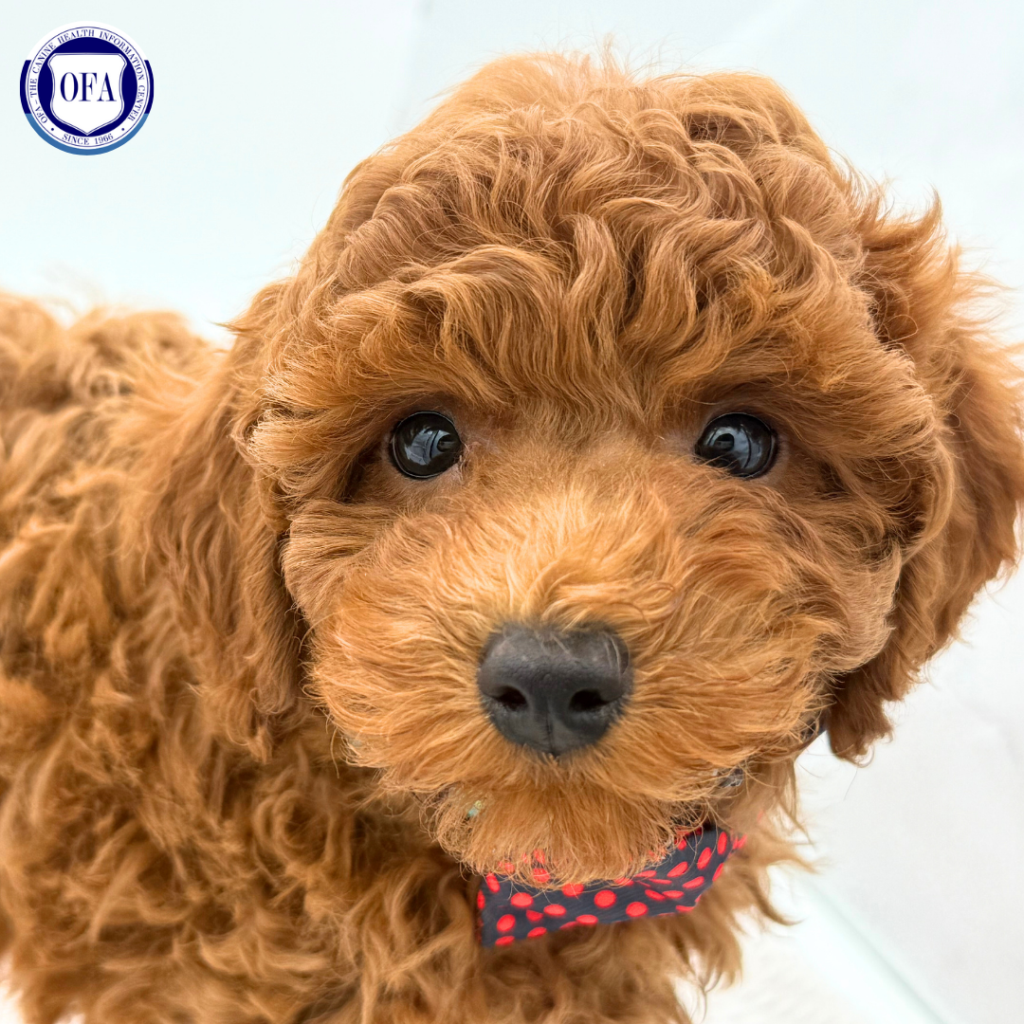 Ollie - Miniature Poodle - Image 1