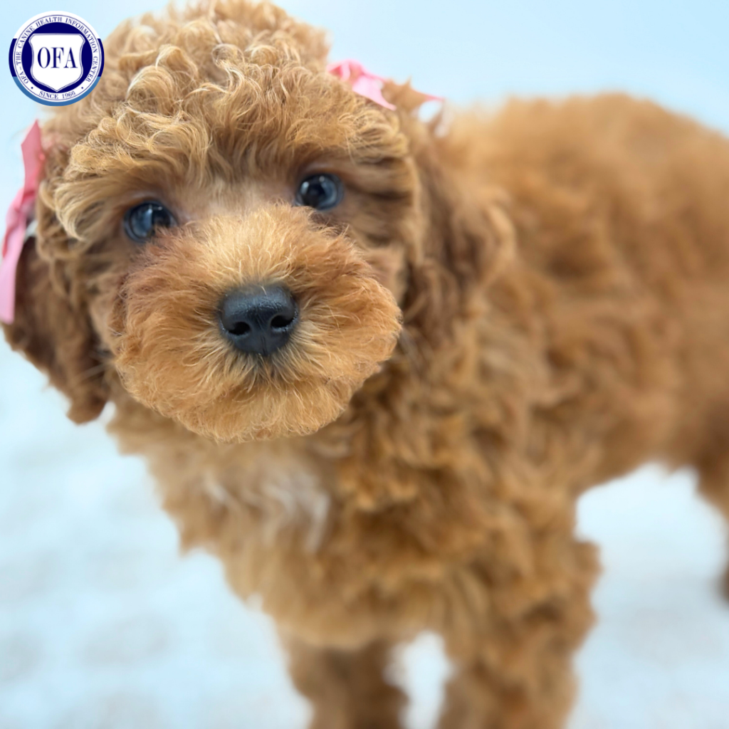 Sophie - Poodle - Image 1