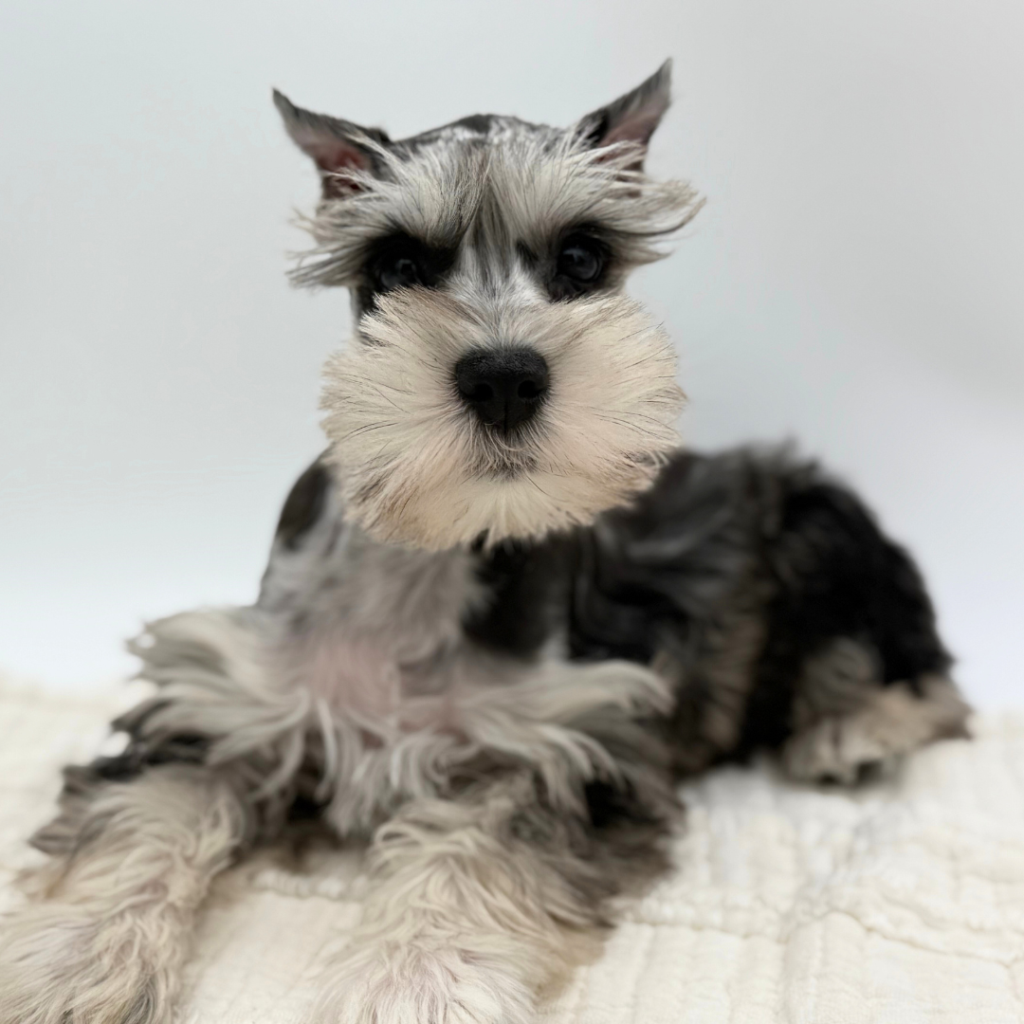 Winston - Miniature Schnauzer - Image 1