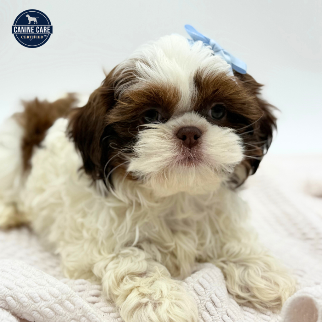 Susie - Shih Tzu - Image 1