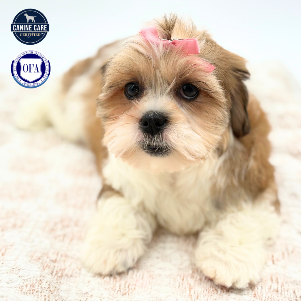 Wendy - Shihpoo - Image 1