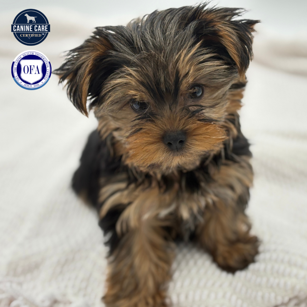 Prince - Yorkshire Terrier - Image 1