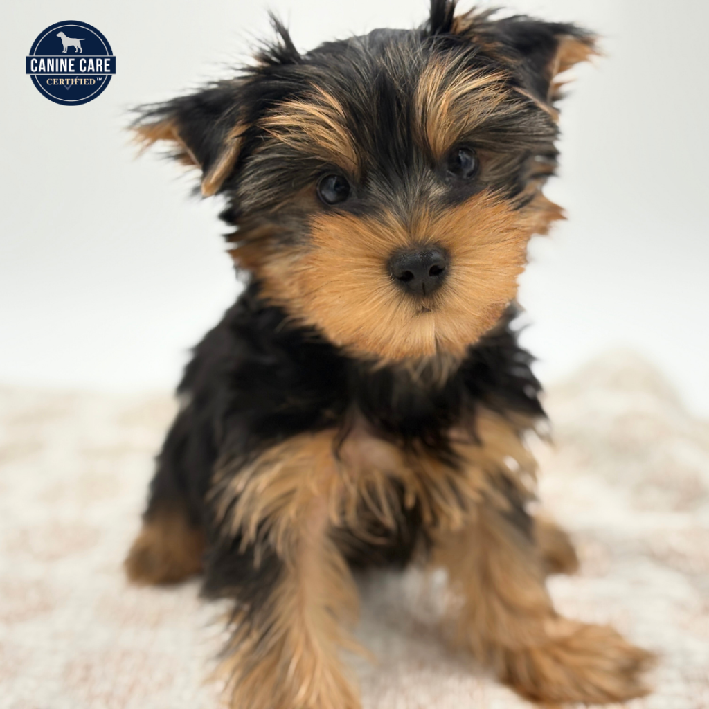 Felix - Yorkshire Terrier - Image 1