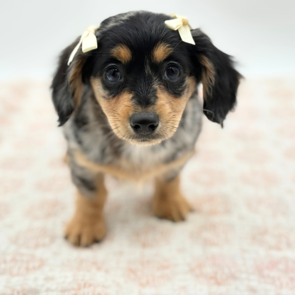 Bonnie - Chiweenie - Image 1