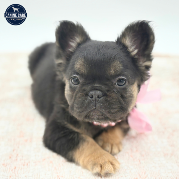 Sofia - French Bulldog - Image 4