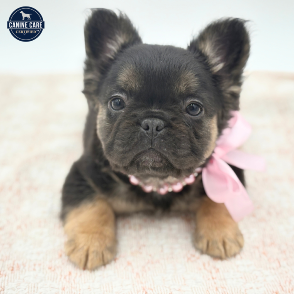 Sofia - French Bulldog - Image 3