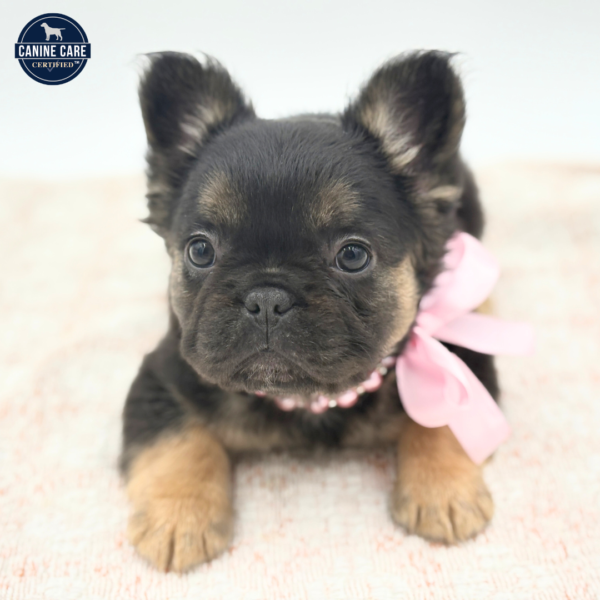 Sofia - French Bulldog - Image 2