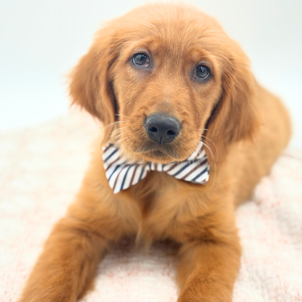Jackson - Golden Retriever - Image 5
