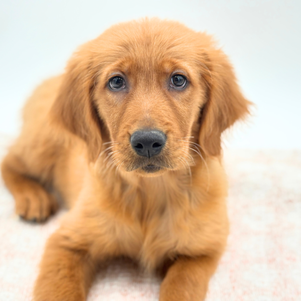 Jackson - Golden Retriever - Image 4