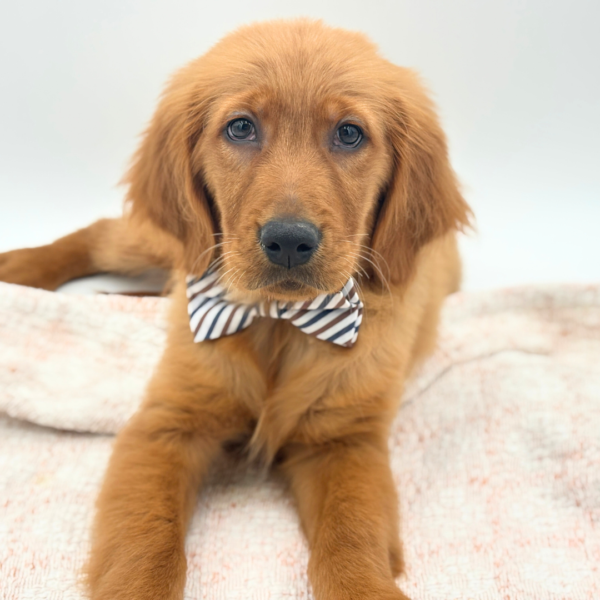 Jackson - Golden Retriever - Image 3