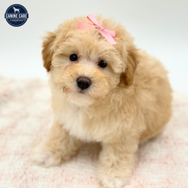 Honey - Poodle - Image 5