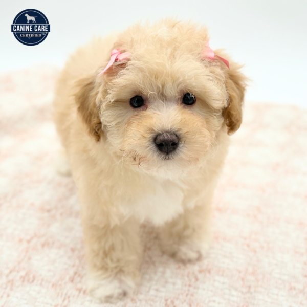 Honey - Poodle - Image 4