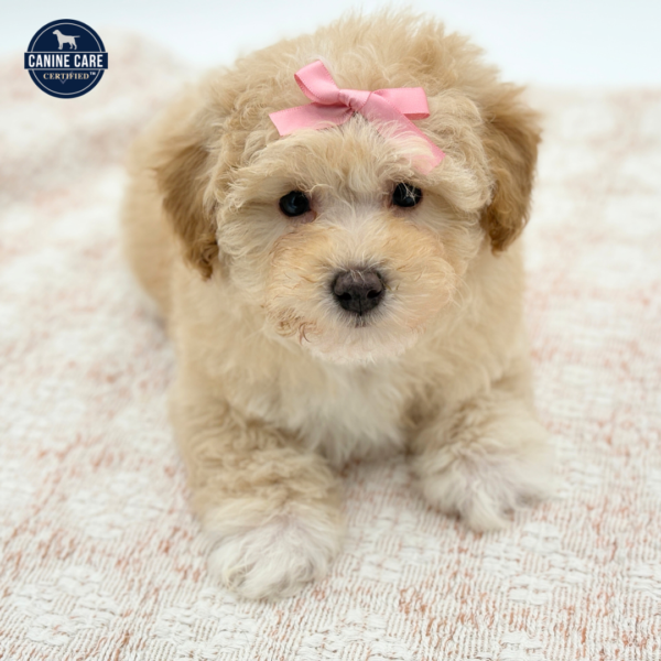 Honey - Poodle - Image 3