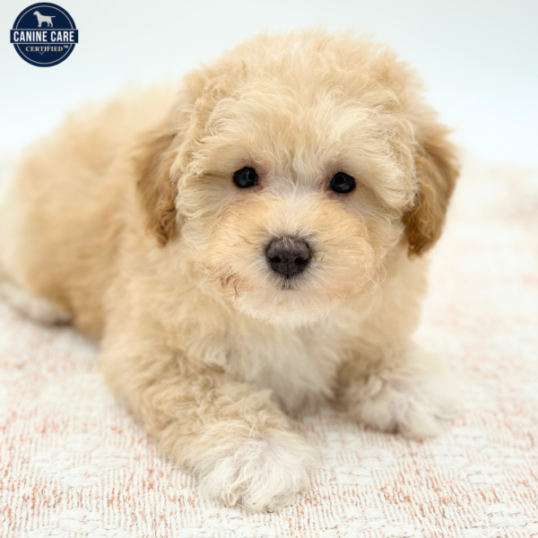 Honey - Poodle - Image 2