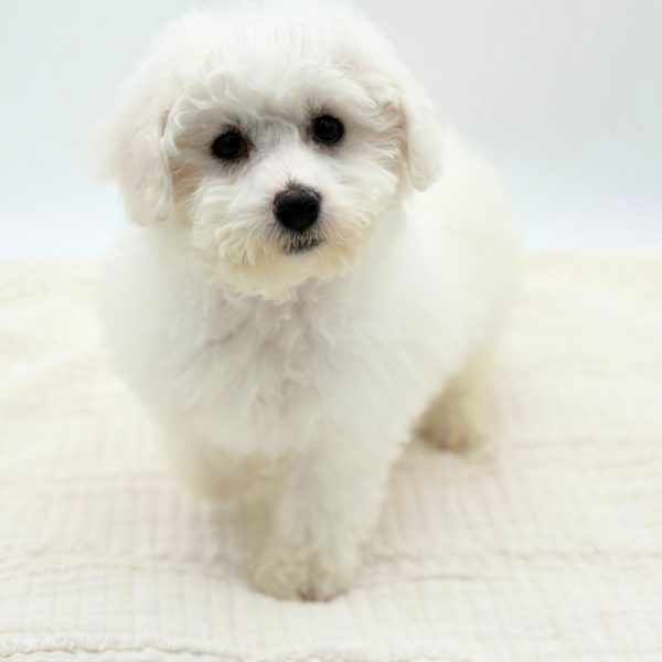 Chrissy - Bichon Frise - Image 4