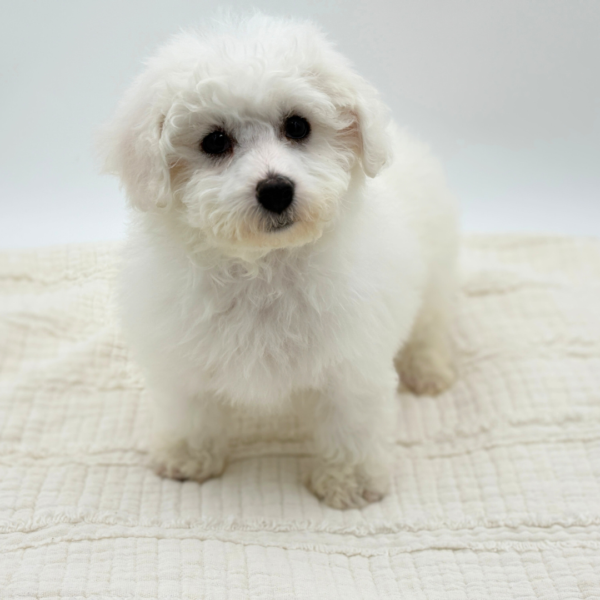 Chrissy - Bichon Frise - Image 3