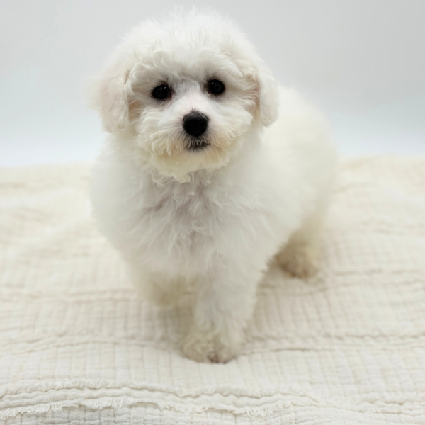 Chrissy - Bichon Frise - Image 2