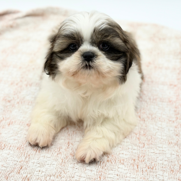 Terra - Shih Tzu - Image 2