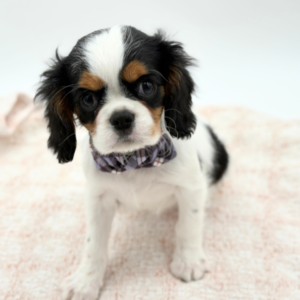 Louie - Cavalier King Charles Spaniel - Image 1