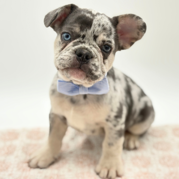 Koda - French Bulldog - Image 1