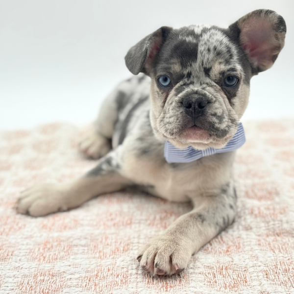 Koda - French Bulldog - Image 5