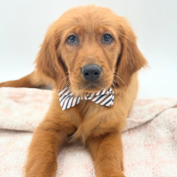 Jackson - Golden Retriever - Image 1