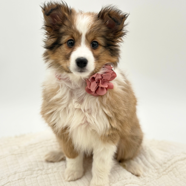 Blair - Shetland Sheepdog - Image 2
