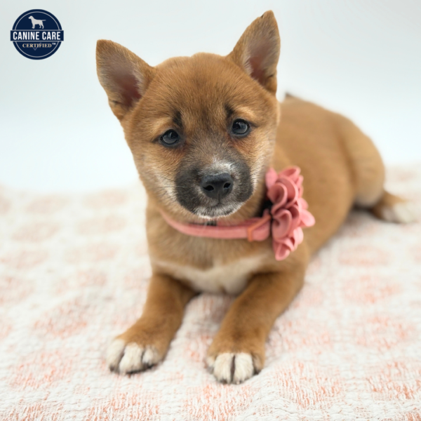 Yuki - Shiba Inu - Image 2