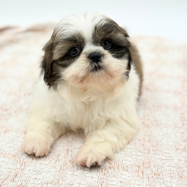 Terra - Shih Tzu - Image 1