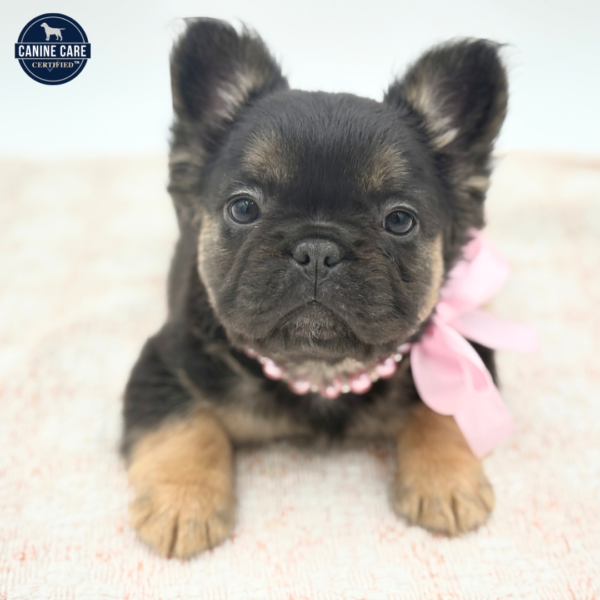 Sofia - French Bulldog - Image 1