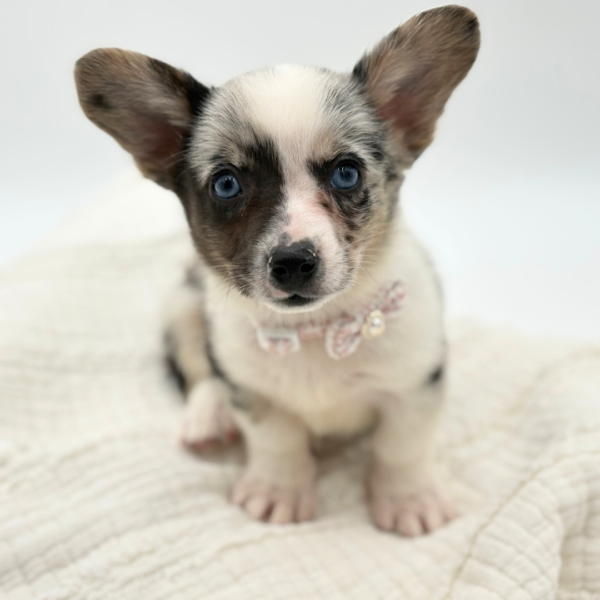 Nebula - Cardigan Welsh Corgi - Image 3