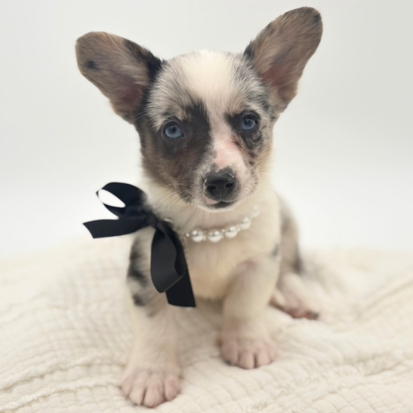 Nebula - Cardigan Welsh Corgi - Image 2