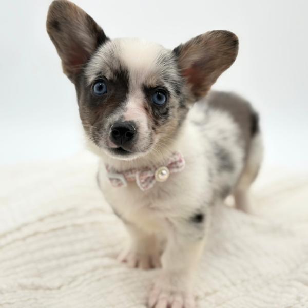 Nebula - Cardigan Welsh Corgi - Image 4