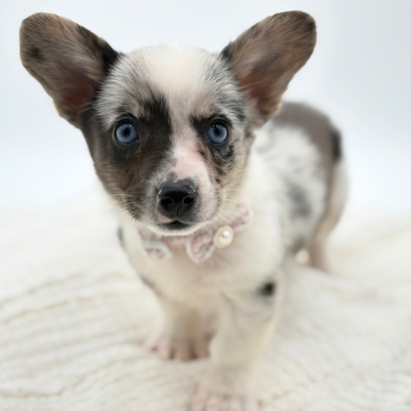 Nebula - Cardigan Welsh Corgi - Image 5