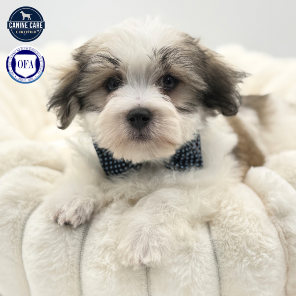 Link - Coton De Tulear - Image 4