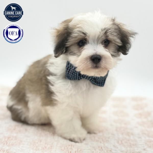 Link - Coton De Tulear - Image 3