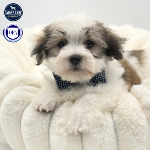 Link - Coton De Tulear - Image 2