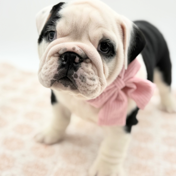 Mabel - Bulldog - Image 1