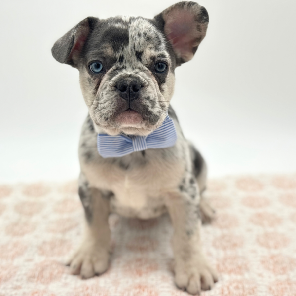 Koda - French Bulldog - Image 2