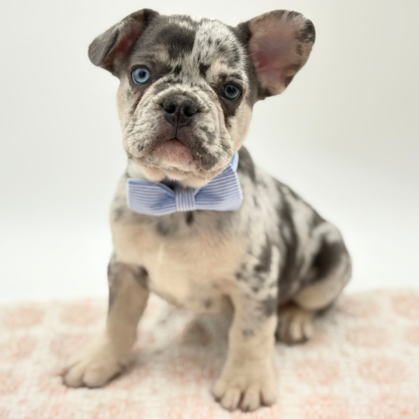 Koda - French Bulldog - Image 3