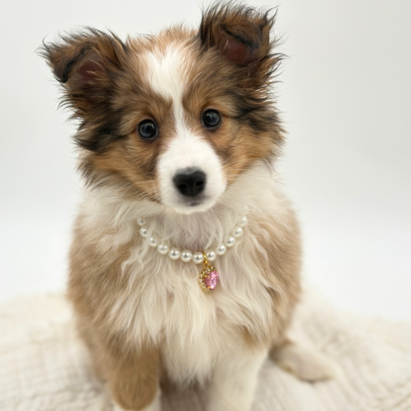 Blair - Shetland Sheepdog - Image 1