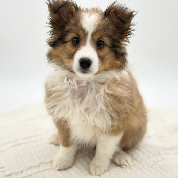 Blair - Shetland Sheepdog - Image 4