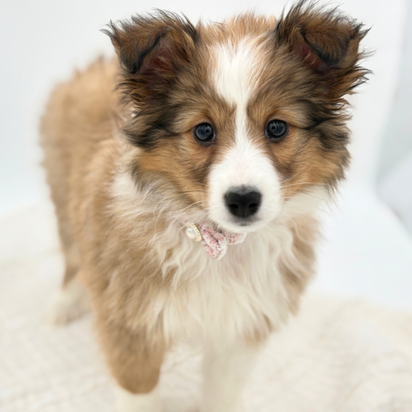Blair - Shetland Sheepdog - Image 5