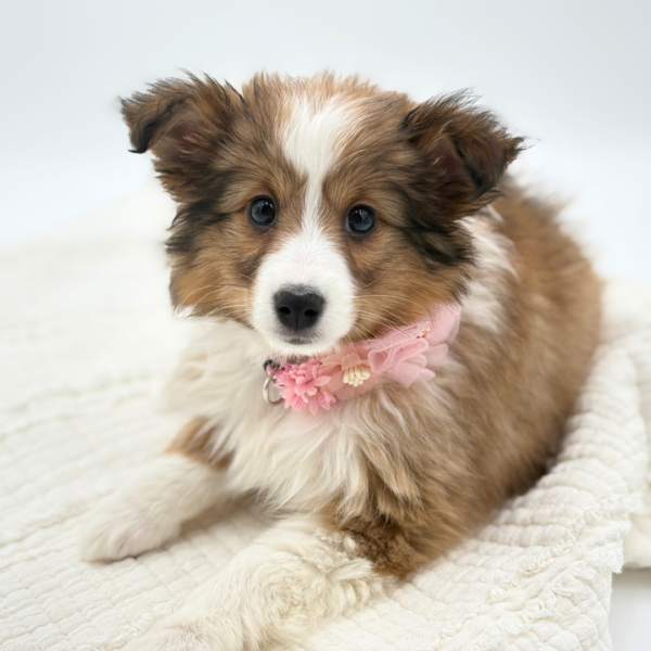 Blair - Shetland Sheepdog - Image 6