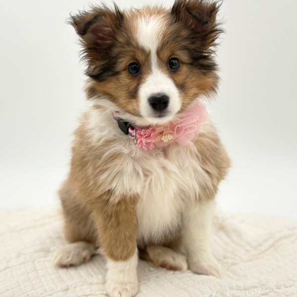 Blair - Shetland Sheepdog - Image 7
