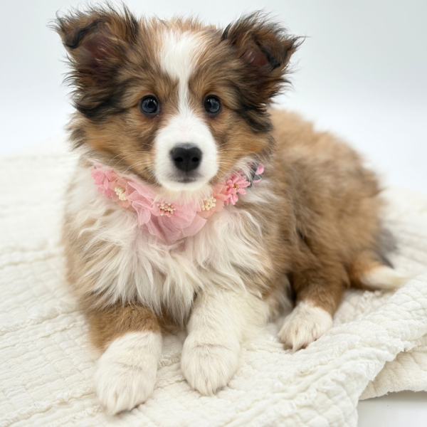 Blair - Shetland Sheepdog - Image 8